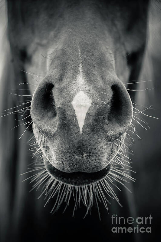 Horse Poster featuring the photograph Horse head closeup Black and White by Dimitar Hristov