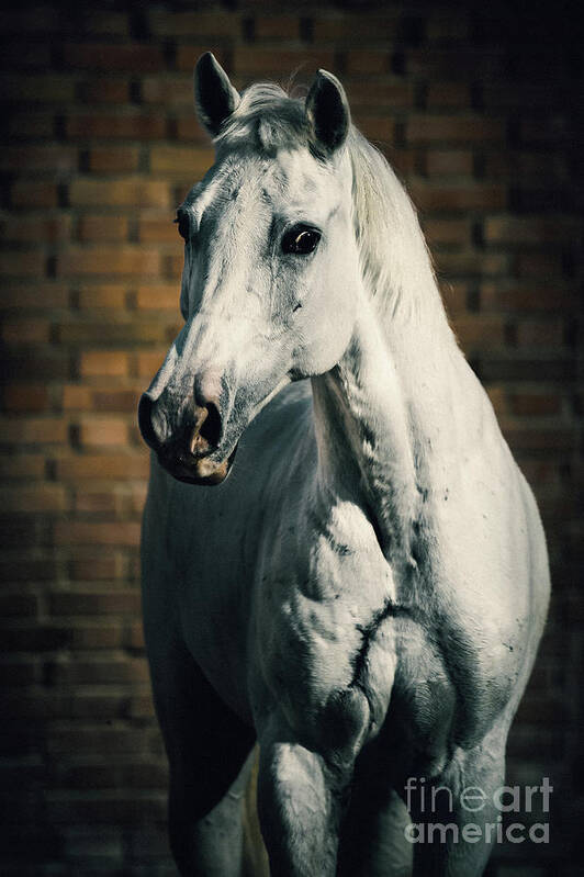 Horse Poster featuring the photograph Horse portrait on the brick background by Dimitar Hristov