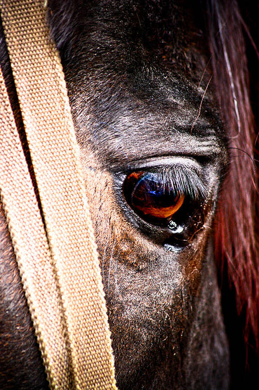 Horse Poster featuring the photograph Horse Tears by Keith Allen