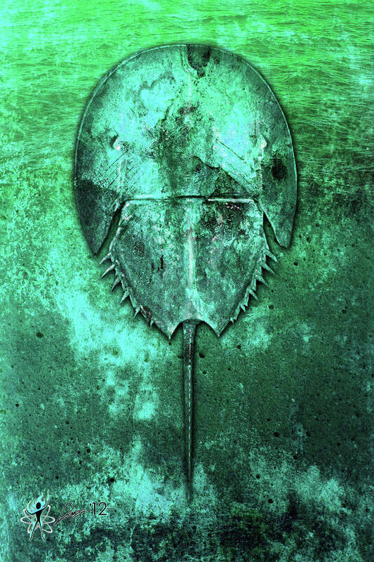 Cars Poster featuring the digital art Horseshoe Crab by Doug Schramm