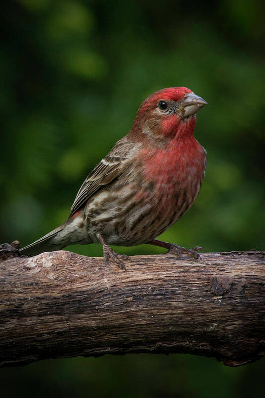 Color Photo House Finch Bird Poster featuring the photograph House Finch by Kenneth Cole
