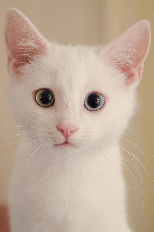 White Cat Poster featuring the photograph How Can I Help You . . . by Kristin Hatt