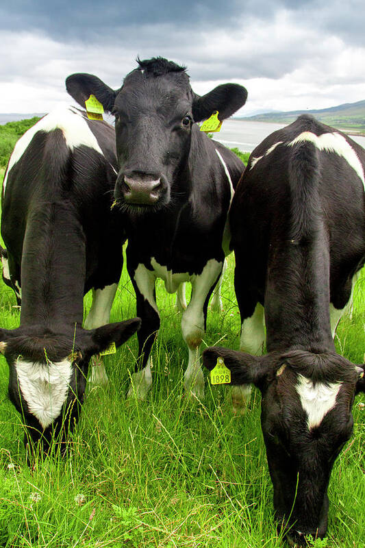Cattle Poster featuring the photograph How're Ye by Mark Callanan