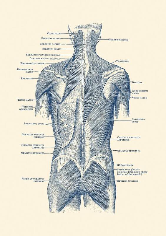 Glutes Poster featuring the drawing Human Muscular System - Back and Glutes by Vintage Anatomy Prints