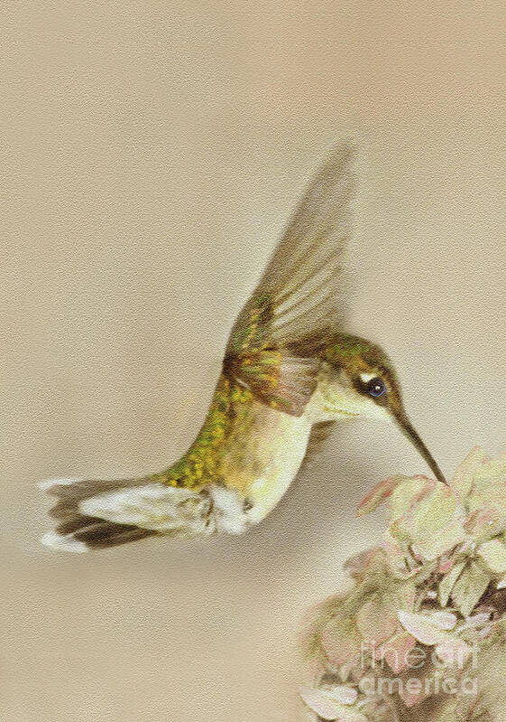 Hummingbird Poster featuring the digital art Hummingbird at Flower by Dianne Morgado