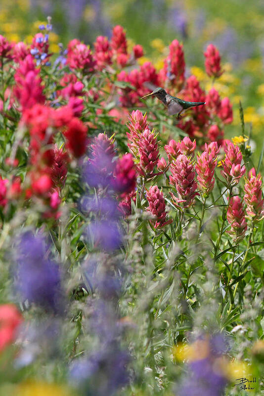 Wildflower Poster featuring the photograph Hummingbird with Wildflowers by Brett Pelletier