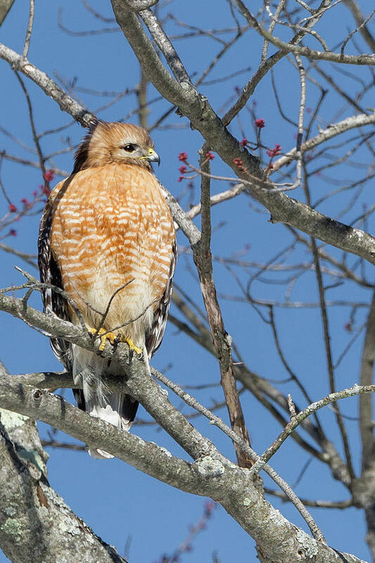 Red Shouldered Hawk Poster featuring the photograph Hunting by Bill Wakeley