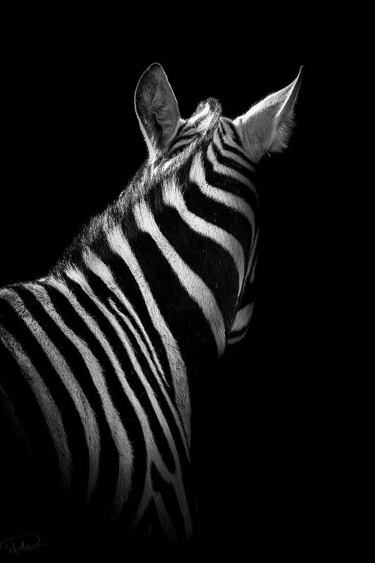 Zebra Poster featuring the photograph Ignorance by Paul Neville