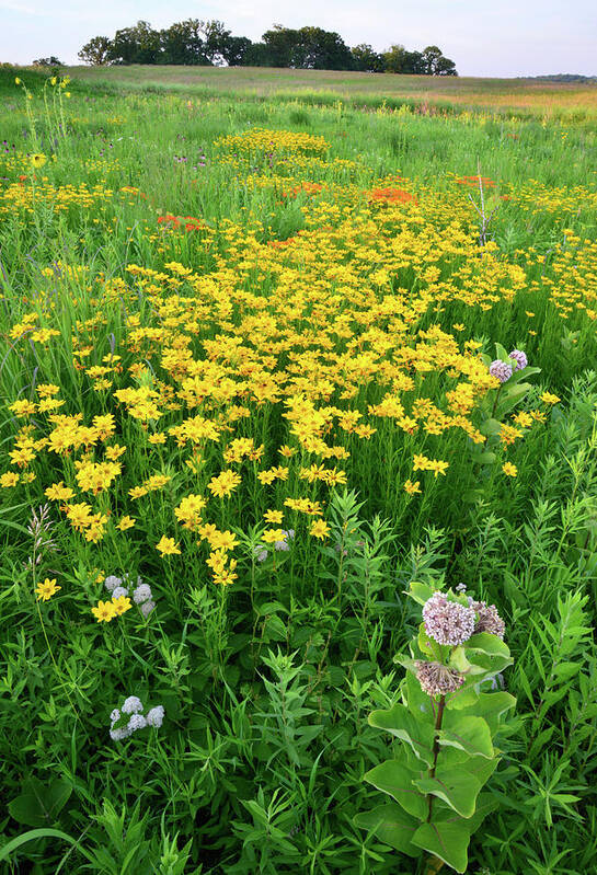 Illinois Poster featuring the photograph Illinois Prairie Wildflowers by Ray Mathis