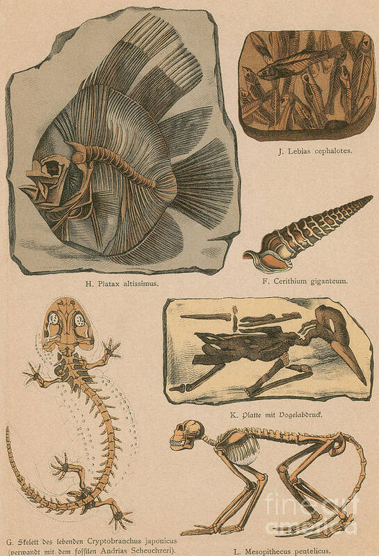 Prehistory Poster featuring the photograph Illustrated Geology And Paleontology by Science Source