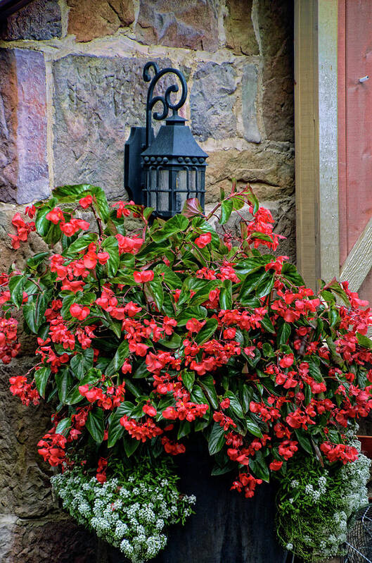 Vineyard Poster featuring the photograph Impatiens with Light by Ann Bridges