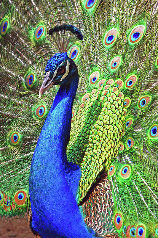 Peacock Poster featuring the photograph In Living Color by Hermes Fine Art