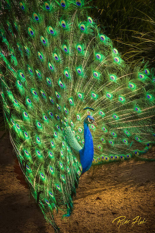 Animals Poster featuring the photograph India Blue Peacock by Rikk Flohr