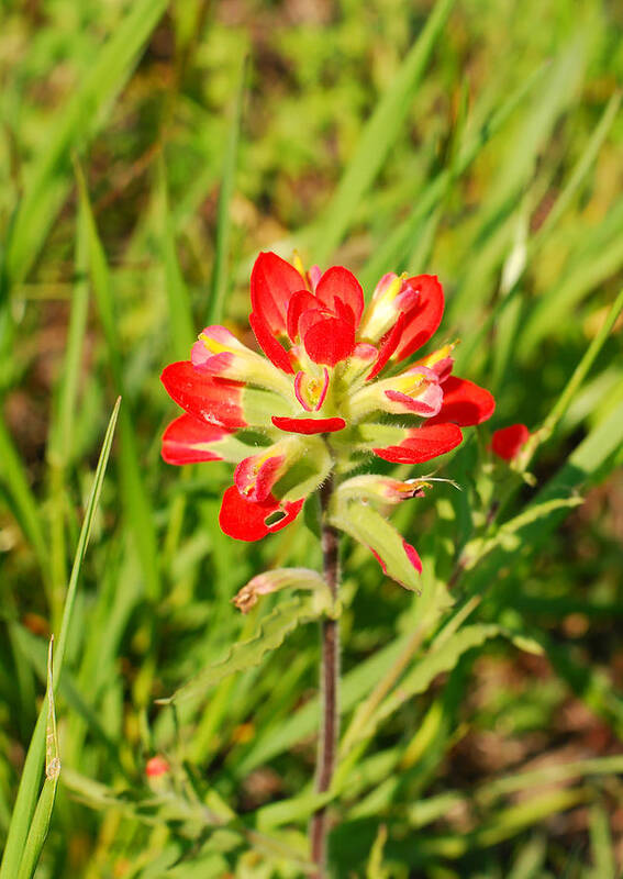 Rural Texas Poster featuring the photograph Indian Paintbrush Close Up by Connie Fox