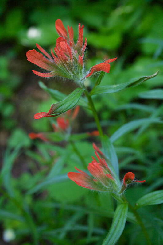 Indian Paintbrush Poster featuring the photograph Indian Paintbrush by Todd Kreuter
