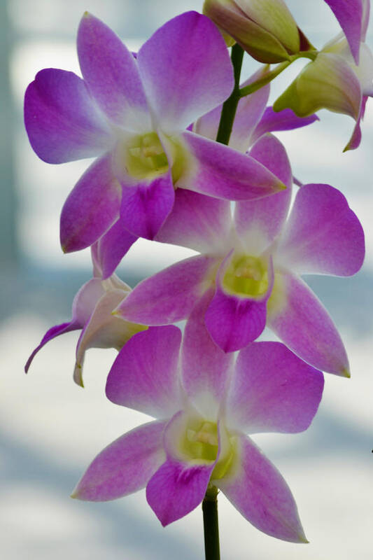 Orchid Poster featuring the photograph Innocent Beauties by Melanie Moraga