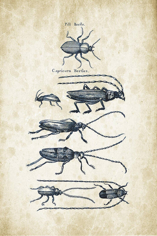 Beetle Poster featuring the digital art Insects - 1792 - 03 by Aged Pixel