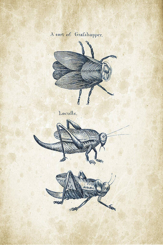 Beetle Poster featuring the digital art Insects - 1792 - 08 by Aged Pixel