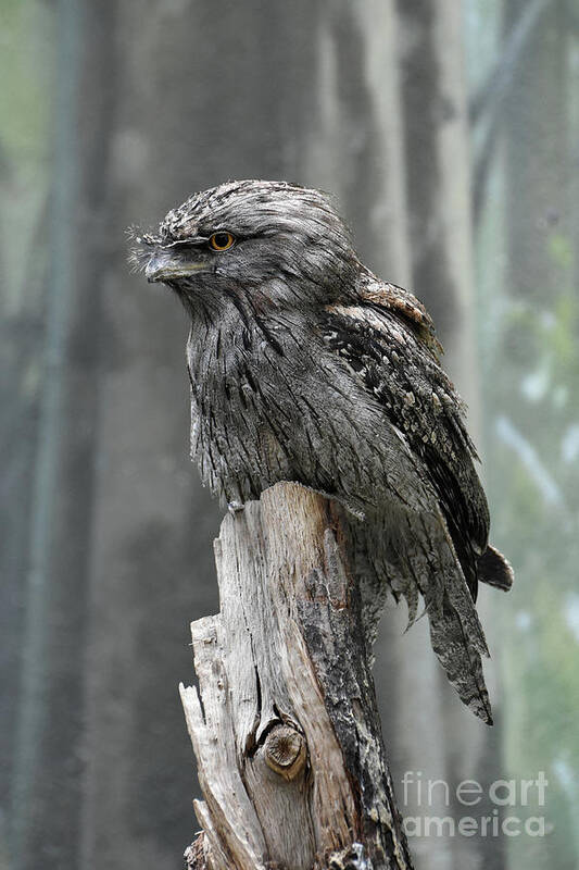 Tawny-frogmouth Poster featuring the photograph Interesting Tawny Frogmouth Perched on a Tree Stump by DejaVu Designs