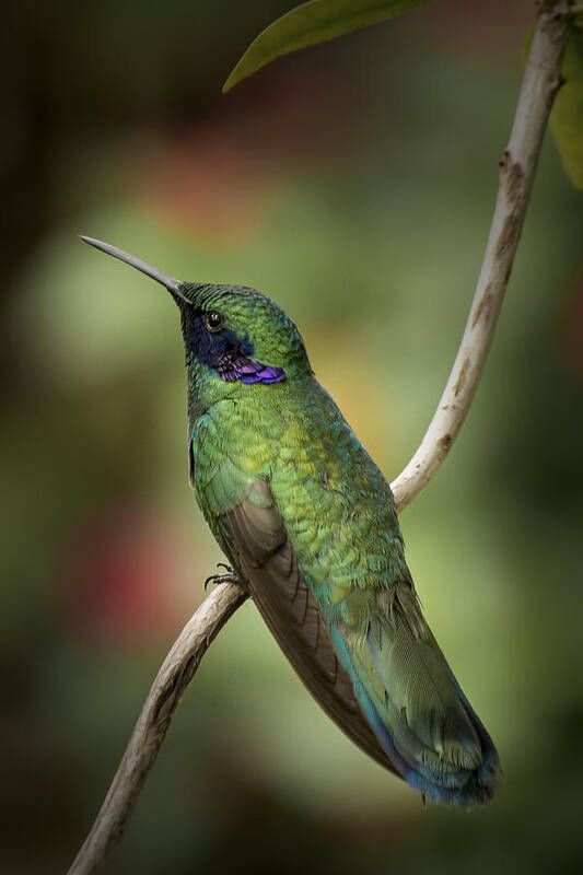 Portrait Poster featuring the photograph Iridescent Hummingbird with Purple by Penny Lisowski