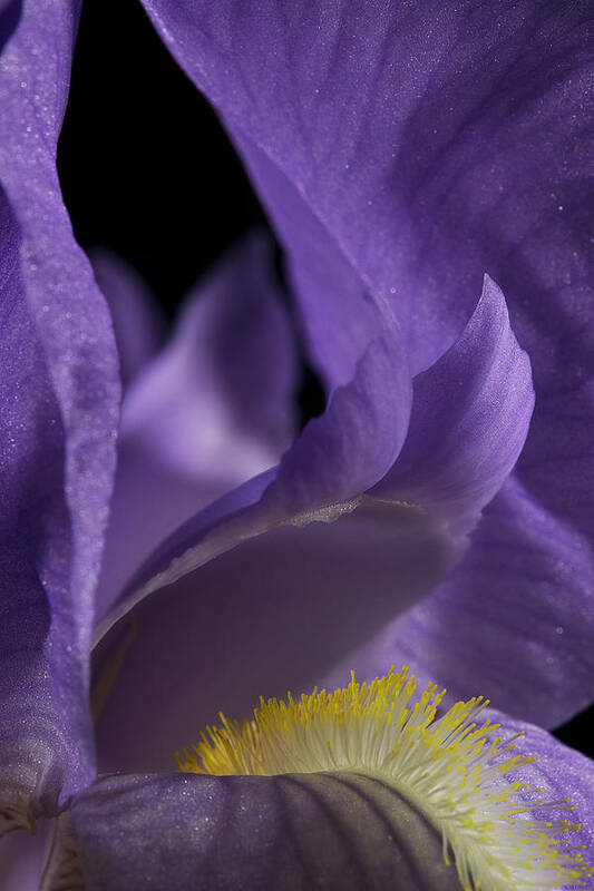 Purple Iris Poster featuring the photograph Iris Series 2 by Mike Eingle