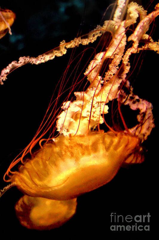 Jellyfish Delight Poster featuring the photograph Jellyfish Delight by Mariola Bitner