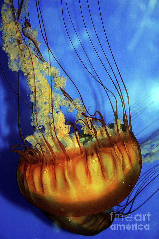 Jellyfish Poster featuring the photograph Jellyfish by Eileen Gayle