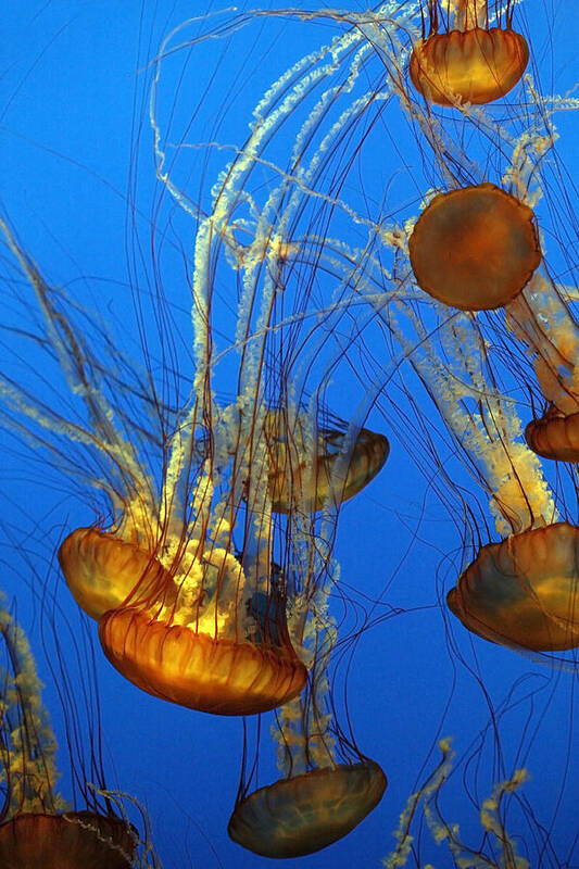 Animal Poster featuring the photograph Jellyfish Family by Marilyn Hunt
