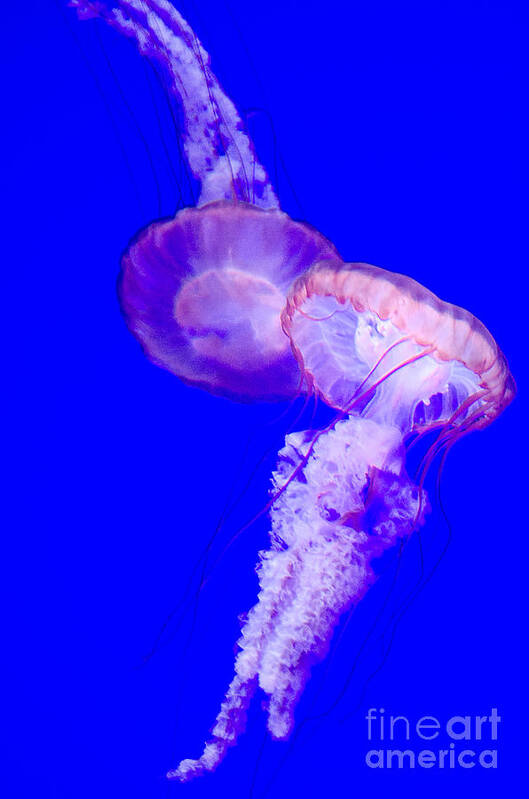 Jellyfish Poster featuring the photograph Jellyfish pair-8765 by Steve Somerville