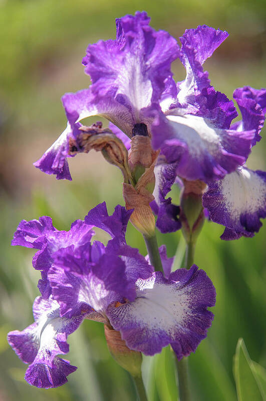 Jenny Rainbow Fine Art Photography Poster featuring the photograph Jesse's Song 1. The Beauty of Irises by Jenny Rainbow