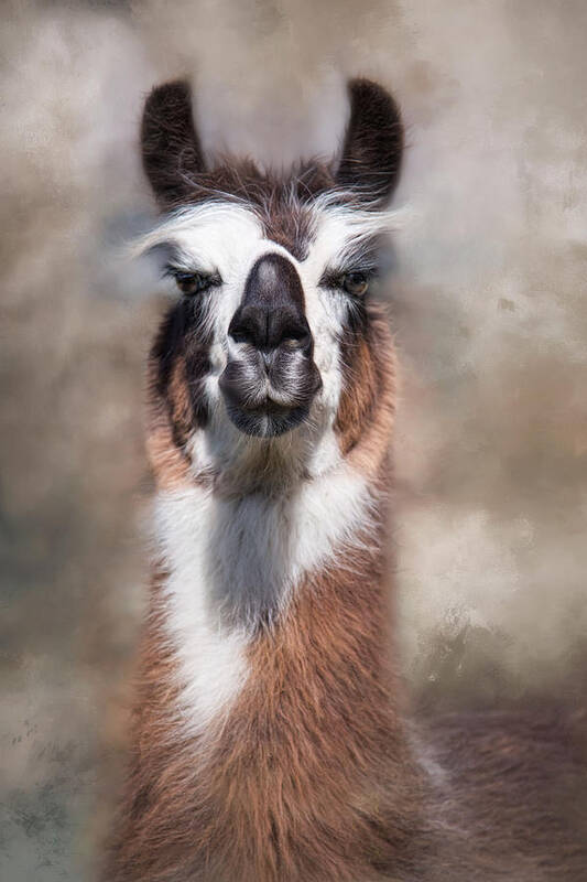 Llama Poster featuring the photograph Jolly Llama by Robin-Lee Vieira