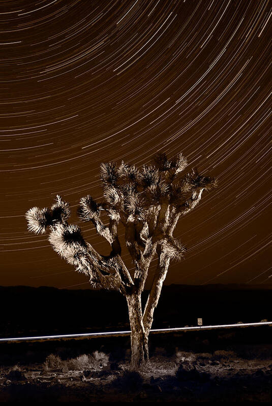 California Poster featuring the photograph Joshua Tree Night Lights Death Valley BW by Steve Gadomski