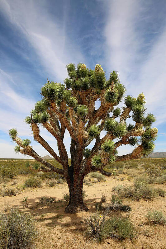 Landscape Poster featuring the photograph Mojave Sentinel by Robin Street-Morris