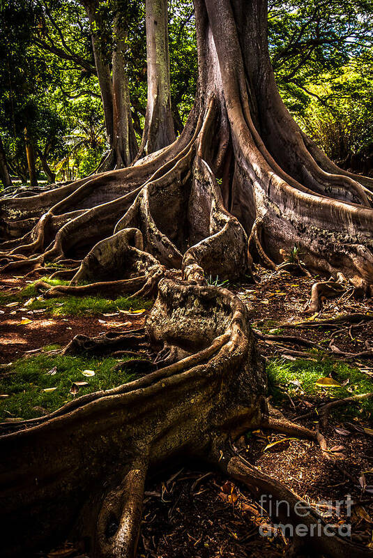 Hawaii Poster featuring the photograph Jurassic Park Tree Trailing Root by Blake Webster