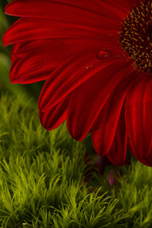 Gerber Daisy Poster featuring the photograph Just a Drop by Marlo Horne