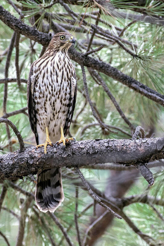 Accipiter Cooperii Poster featuring the photograph Juvenile Cooper's Hawk by Dawn Key