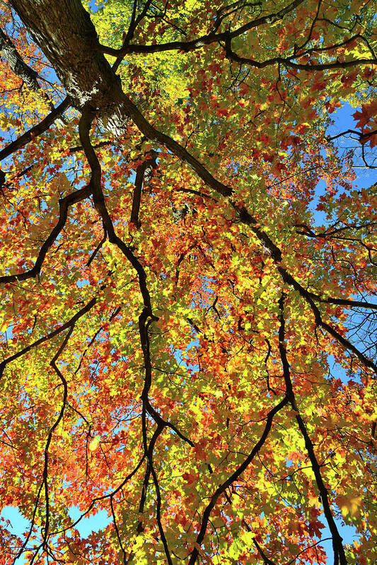 Cook County Poster featuring the photograph Kaleidoscope of Fall Color in Cook County by Ray Mathis