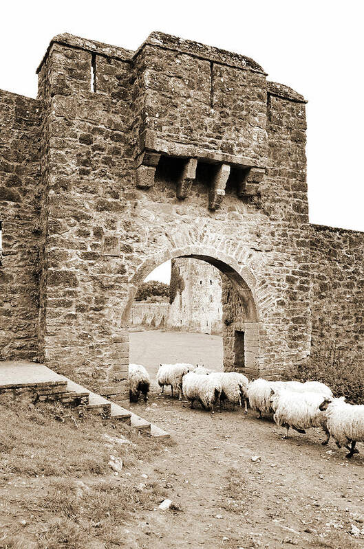 Kells Poster featuring the photograph Kells Priory Ireland Sheep Using the Medieval Arched Gatehouse Entry County Kilkenny Sepia by Shawn O'Brien