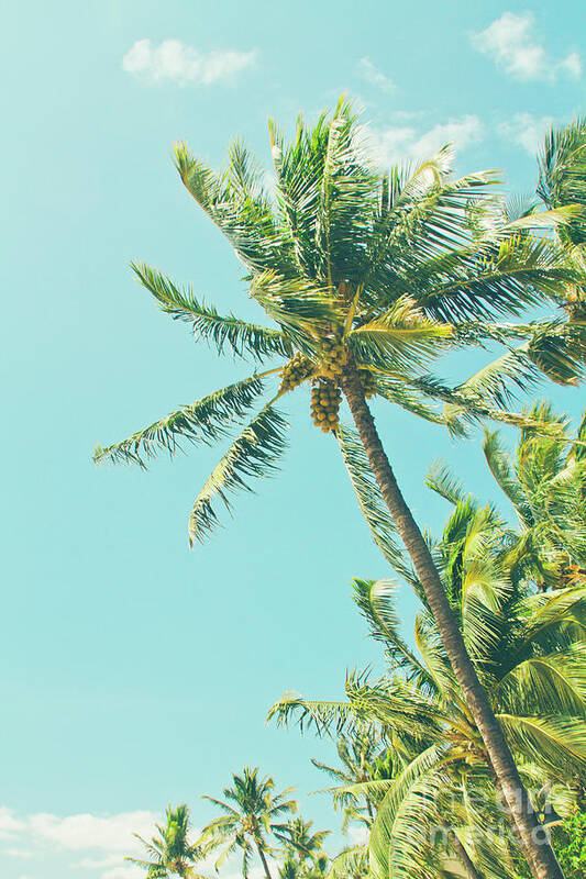 Palm Trees Poster featuring the photograph Kenolio Beach Hawaiian Coconut Palm Trees Kihei Maui Hawaii by Sharon Mau
