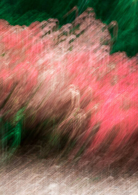 417 Kinetic #1 Nature Abstract Experimental Brushstroke Impressionist Impressionistic Paint Paintbrush Flora Move Movement Outside Outdoor Day Daylight Daytime Midday Spring Vertical Tall Blur Blurry Blurred Gradation Hyperreality Texture Vibrant Earthtone Red Pink Peach Beige White Grey Gray Green Forest Painterly Painting Earth Earthtone Steve Steven Maxx Photography Photo Photographs Poster featuring the photograph Kinetic #1 by Steven Maxx