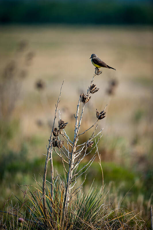 Bird Poster featuring the photograph Kingbird on Yucca by Jeff Phillippi