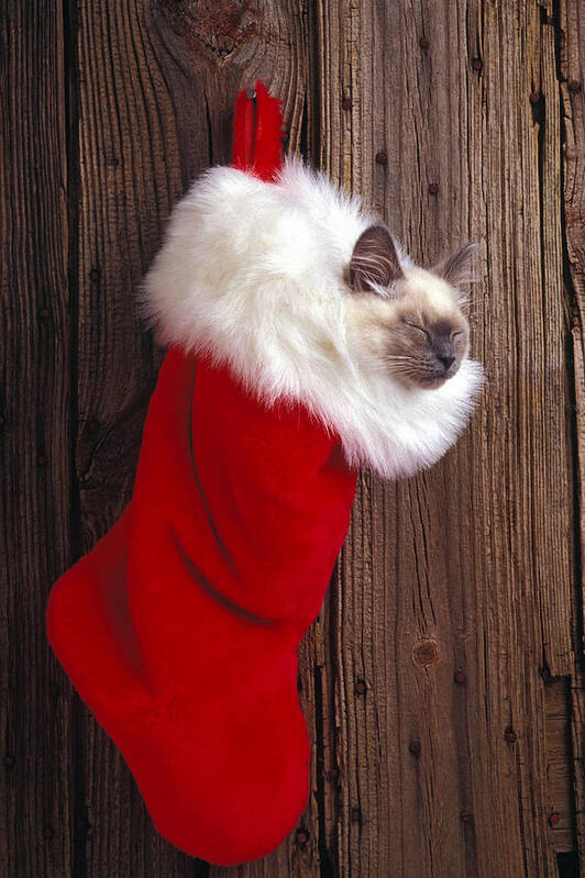 Kitten Poster featuring the photograph Kitten in stocking by Garry Gay