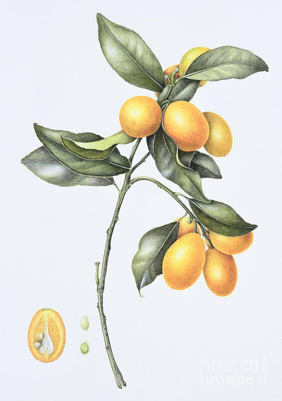 Kumquats; Fruit; Citrus; Branch; Half; Halved; Cross Section; Botanical; Still Life; Seed; Seeds; Kumquat Poster featuring the painting Kumquat by Margaret Ann Eden