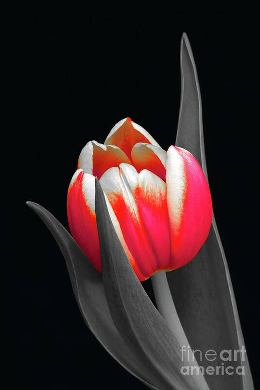 Tulip Poster featuring the photograph Lady in Red by Karen Lewis