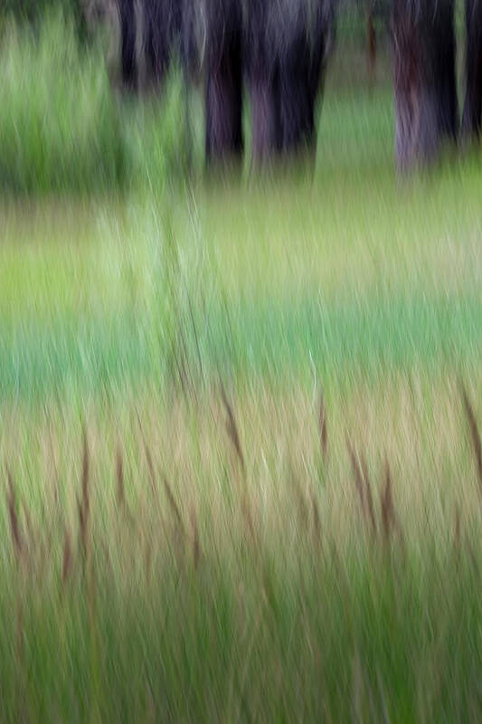 Grasses Poster featuring the photograph Lake's Edge by Deborah Hughes