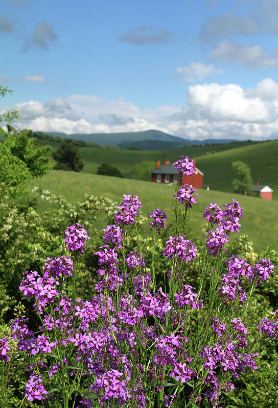 Field Poster featuring the photograph Landscape with purple flowers by Emanuel Tanjala