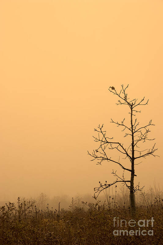 Tree Poster featuring the photograph Last Leaves by Timothy Johnson