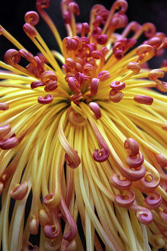 Chrysanthemum Poster featuring the photograph Lava Chrysanthemum II by Jessica Jenney