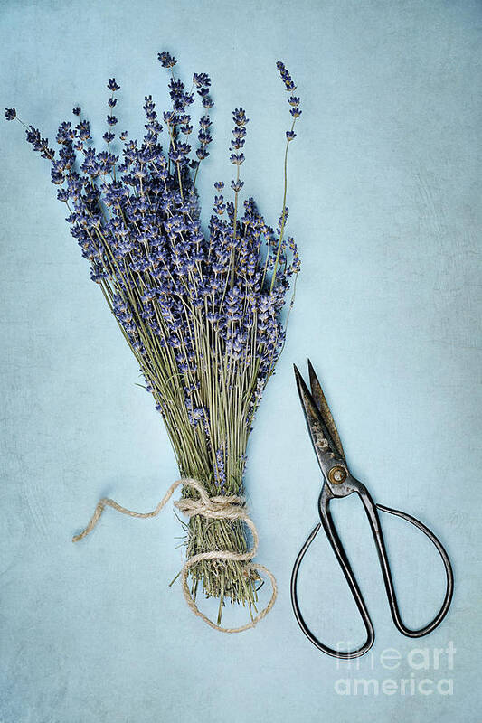 Lavender Poster featuring the photograph Lavender and Antique Scissors by Stephanie Frey