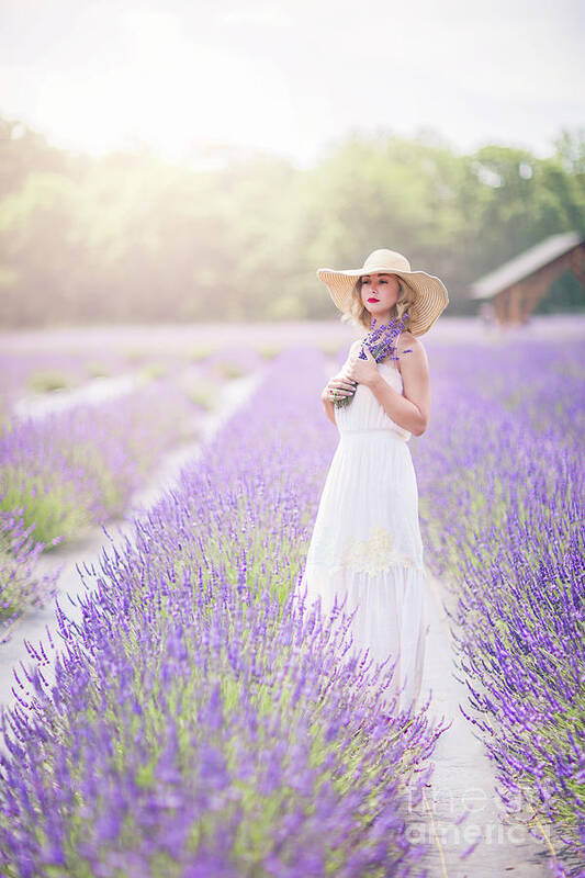 Kremsdorf Poster featuring the photograph Lavender Dreams by Evelina Kremsdorf